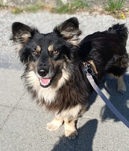 RONIN, Hund, Mischlingshund in Hannover - Bild 2