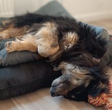 RONIN, Hund, Mischlingshund in Hannover - Bild 3