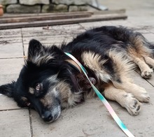 RONIN, Hund, Mischlingshund in Hannover - Bild 4