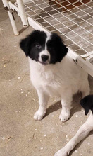 PAUL, Hund, Mischlingshund in Rumänien - Bild 2