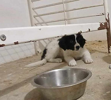 PAUL, Hund, Mischlingshund in Rumänien - Bild 4