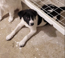 BUB4, Hund, Mischlingshund in Rumänien - Bild 1