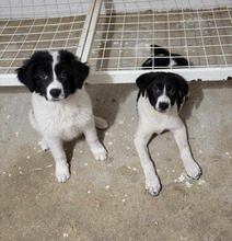 BUB4, Hund, Mischlingshund in Rumänien - Bild 10