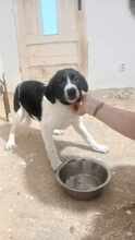 BUB4, Hund, Mischlingshund in Rumänien - Bild 2