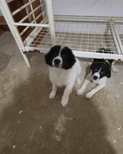 BERNY, Hund, Mischlingshund in Rumänien - Bild 20