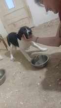 BUB4, Hund, Mischlingshund in Rumänien - Bild 3
