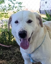 PULGAS, Hund, Labrador-Mix in Spanien - Bild 1