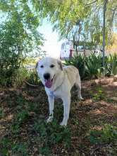 PULGAS, Hund, Labrador-Mix in Spanien - Bild 2