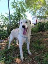 PULGAS, Hund, Labrador-Mix in Spanien - Bild 3