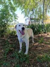 PULGAS, Hund, Labrador-Mix in Spanien - Bild 4