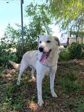 PULGAS, Hund, Labrador-Mix in Spanien - Bild 5