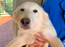 ABBIE, Hund, Mischlingshund in Italien - Bild 1
