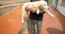 ABBIE, Hund, Mischlingshund in Italien - Bild 2