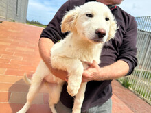 ABBIE, Hund, Mischlingshund in Italien - Bild 3