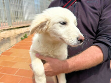 ABBIE, Hund, Mischlingshund in Italien - Bild 4
