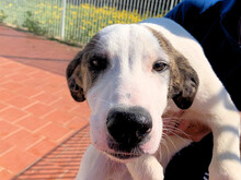 ALDO, Hund, Mischlingshund in Italien - Bild 3
