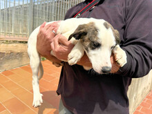 ALDO, Hund, Mischlingshund in Italien - Bild 4