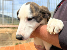ALDO, Hund, Mischlingshund in Italien - Bild 5