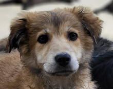 DIEGO, Hund, Mischlingshund in Kroatien - Bild 1