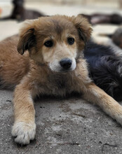 DIEGO, Hund, Mischlingshund in Kroatien - Bild 10
