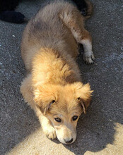 DIEGO, Hund, Mischlingshund in Kroatien - Bild 11