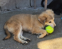 DIEGO, Hund, Mischlingshund in Kroatien - Bild 2