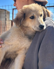 DIEGO, Hund, Mischlingshund in Kroatien - Bild 3