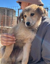 DIEGO, Hund, Mischlingshund in Kroatien - Bild 4