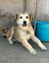 DIEGO, Hund, Mischlingshund in Kroatien - Bild 5