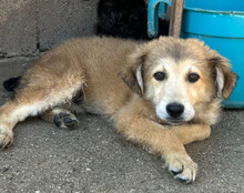 DIEGO, Hund, Mischlingshund in Kroatien - Bild 6