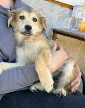 DIEGO, Hund, Mischlingshund in Kroatien - Bild 7