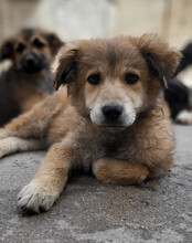 DIEGO, Hund, Mischlingshund in Kroatien - Bild 8