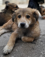 DIEGO, Hund, Mischlingshund in Kroatien - Bild 9