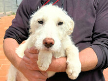 ALLIE, Hund, Mischlingshund in Italien - Bild 1