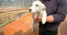 ALLIE, Hund, Mischlingshund in Italien - Bild 2