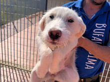 ALLIE, Hund, Mischlingshund in Italien - Bild 3
