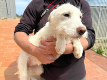 ALLIE, Hund, Mischlingshund in Italien - Bild 4