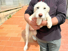 ALLIE, Hund, Mischlingshund in Italien - Bild 5