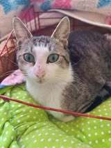 TEITAN, Katze, Europäisch Kurzhaar in Bulgarien - Bild 1