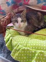 TEITAN, Katze, Europäisch Kurzhaar in Bulgarien - Bild 2