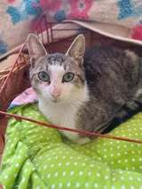 TEITAN, Katze, Europäisch Kurzhaar in Bulgarien - Bild 3