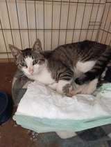 TEITAN, Katze, Europäisch Kurzhaar in Bulgarien - Bild 4