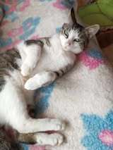 TEITAN, Katze, Europäisch Kurzhaar in Bulgarien - Bild 5