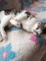 TEITAN, Katze, Europäisch Kurzhaar in Bulgarien - Bild 7