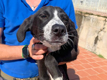 AMBRA, Hund, Mischlingshund in Italien - Bild 1