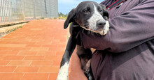 AMBRA, Hund, Mischlingshund in Italien - Bild 2