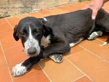 AMBRA, Hund, Mischlingshund in Italien - Bild 3