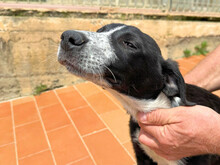 AMBRA, Hund, Mischlingshund in Italien - Bild 4