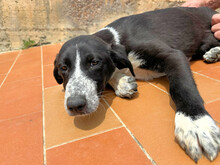 AMBRA, Hund, Mischlingshund in Italien - Bild 5