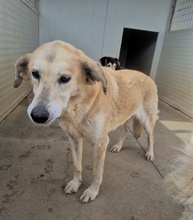 ELLEN, Hund, Mischlingshund in Italien - Bild 3